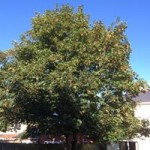 12006159_1491690307817526_729960761289105495_n