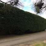 18119394_1796915177295036_3067565172780734318_n